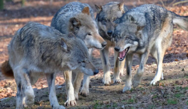 Jagd auf den Wolf: Jetzt ist Deutschland am Zug