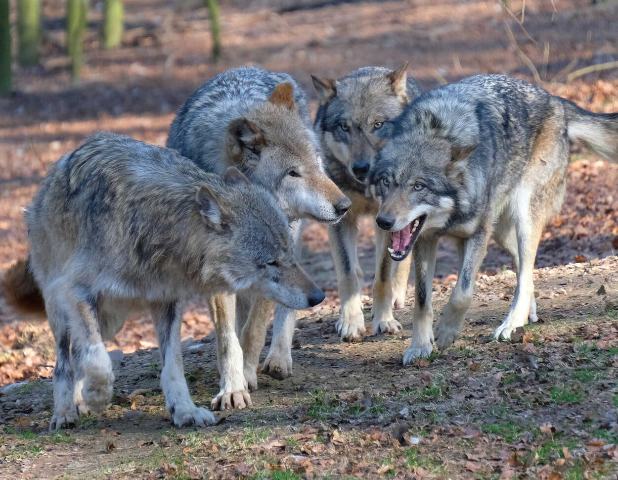 Jagd auf den Wolf: Jetzt ist Deutschland am Zug
