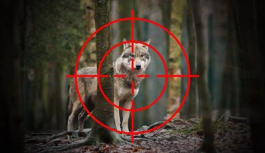 Hessen: EU-Beschluss zu leichteren Wolfs-Abschüssen sorgt für geteiltes Echo