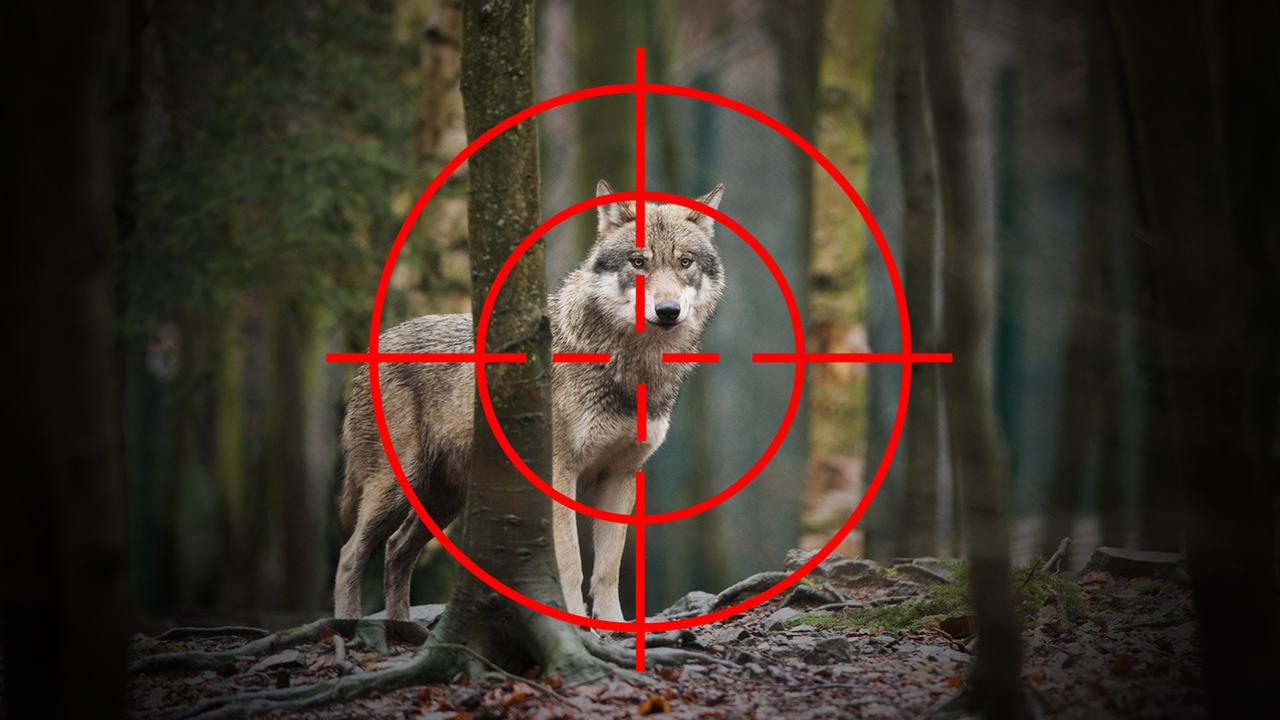 Hessen: EU-Beschluss zu leichteren Wolfs-Abschüssen sorgt für geteiltes Echo