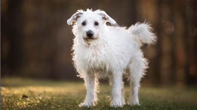 Hündin Luna: Was sie alles erlebt hat, wissen sie im Tierheim Nürnberg nicht – sie kam aber aus schlechter Haltung.