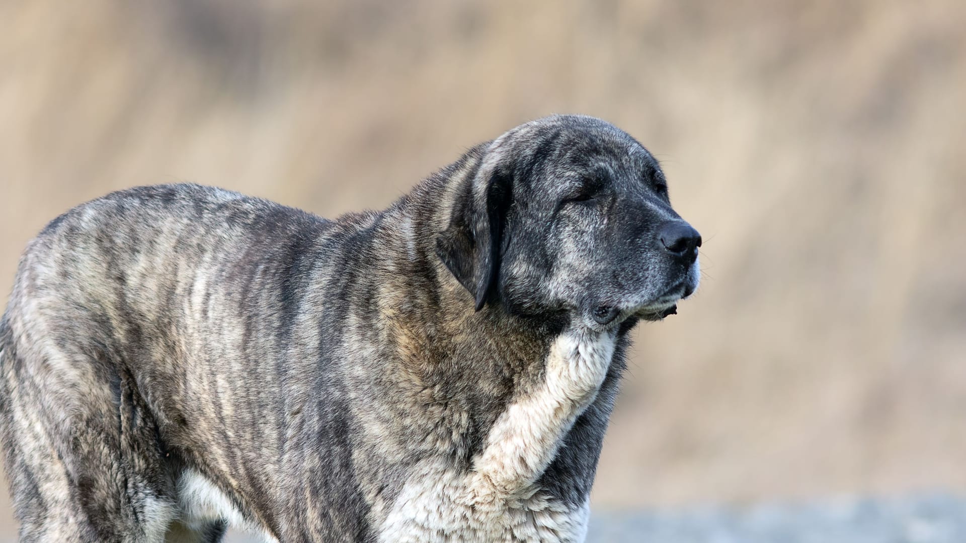 huge kangal dog closeup