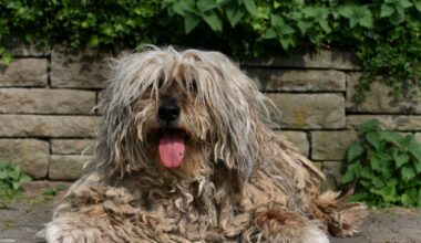Hund in Bochum sichergestellt – Tierheim muss sofort handeln