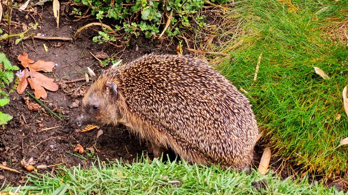 Igel