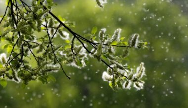 Biowetter in Halle (Saale) heute: Pollenflug aktuell und witterungsbedingter Einfluss auf Ihr Wohlbefinden