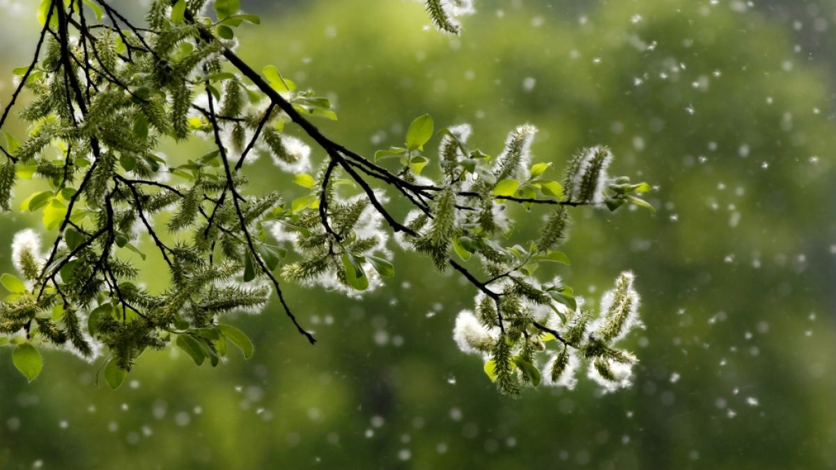 Biowetter in Halle (Saale) heute: Pollenflug aktuell und witterungsbedingter Einfluss auf Ihr Wohlbefinden
