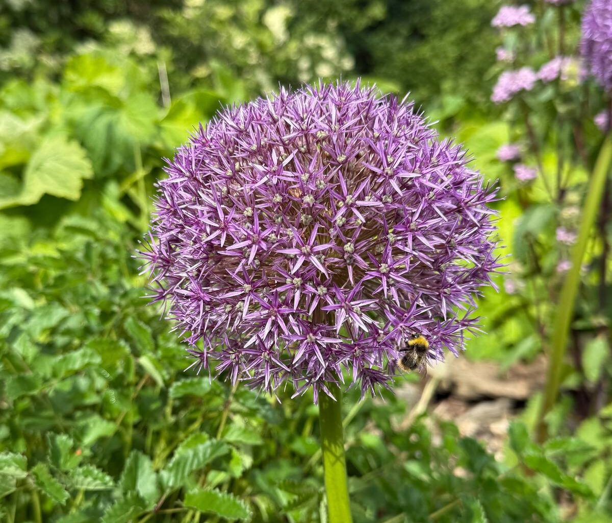 Offene Gartenpforte in Essen - Radio Essen