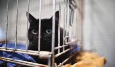 Tierheim Bochum erhält Anruf – als dann eine Box abgegeben wird, ist alles klar
