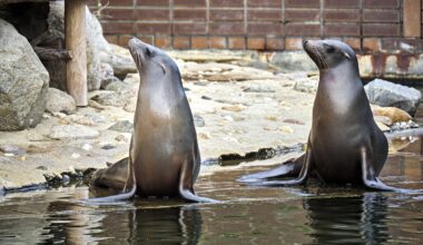 Zwei Kalifornischer Seelöwen im Zoo Leipzig