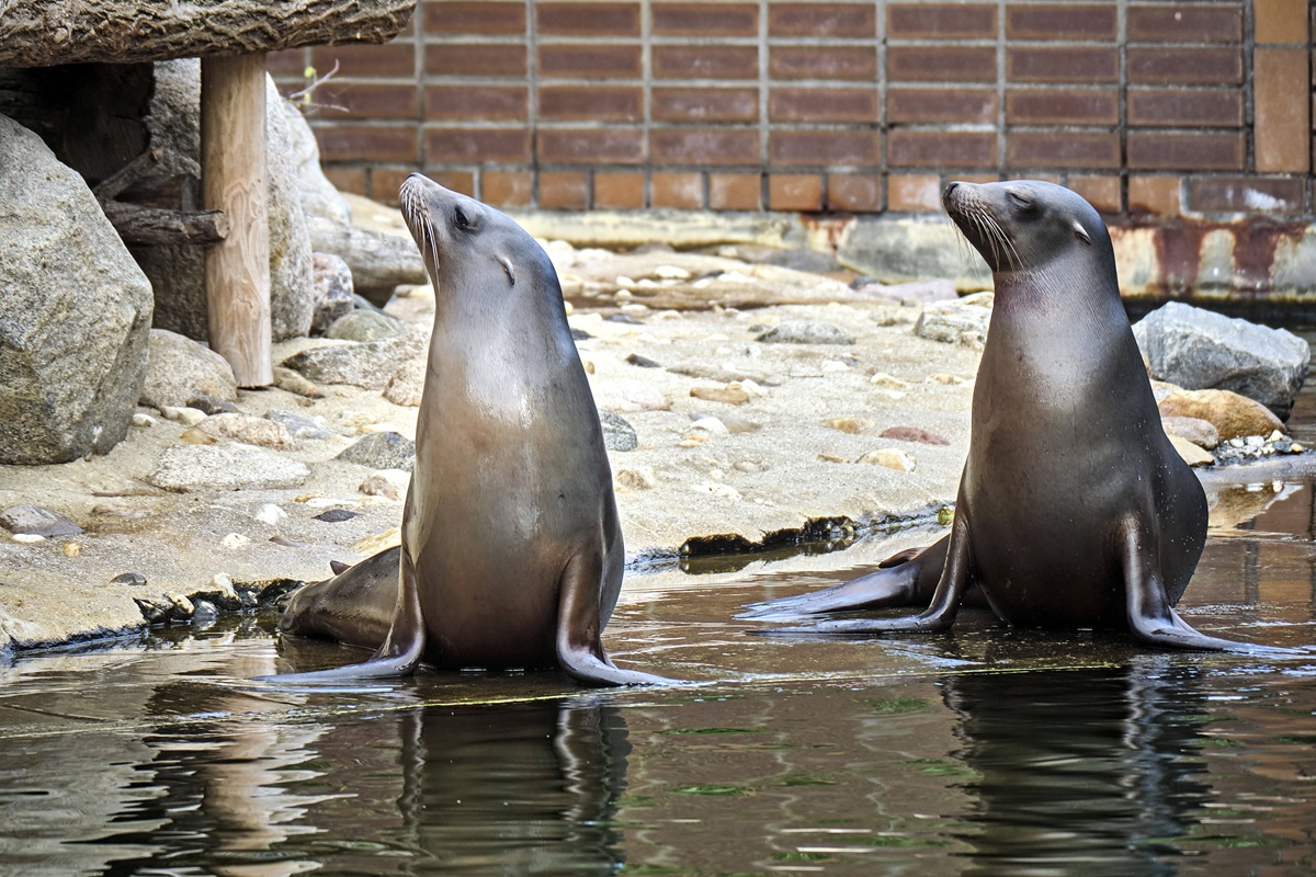 Zwei Kalifornischer Seelöwen im Zoo Leipzig