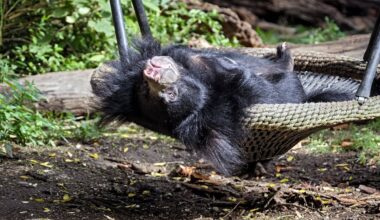 zoo leipzig lippenbär