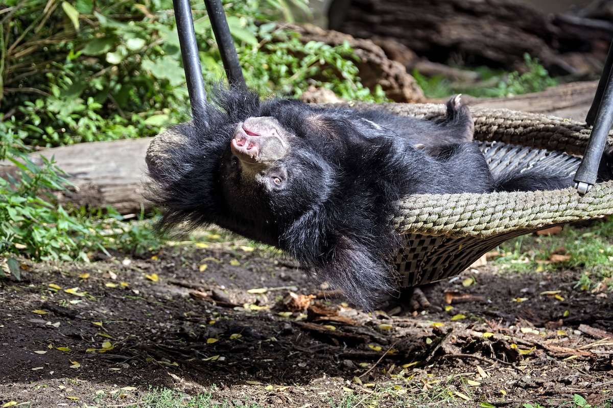 zoo leipzig lippenbär