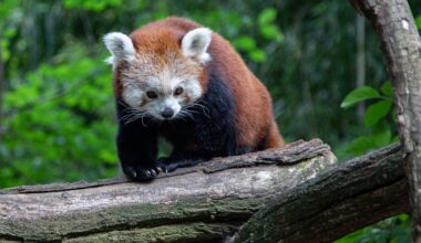 Tier lebt erst seit Kurzem im Zoo Duisburg - Plan der Pfleger steht fest