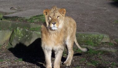 Zoo Dortmund: Gast im Löwen-Gehege – Weibchen schleicht sich sofort heran