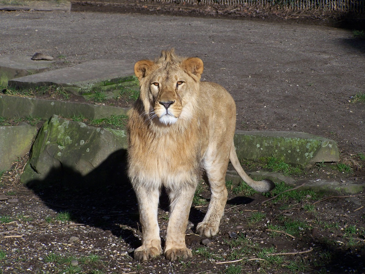 Zoo Dortmund: Gast im Löwen-Gehege – Weibchen schleicht sich sofort heran