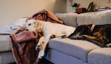 Hund nach 1,5 Jahren wieder im Tierheim Bochum - Grund ist traurig!