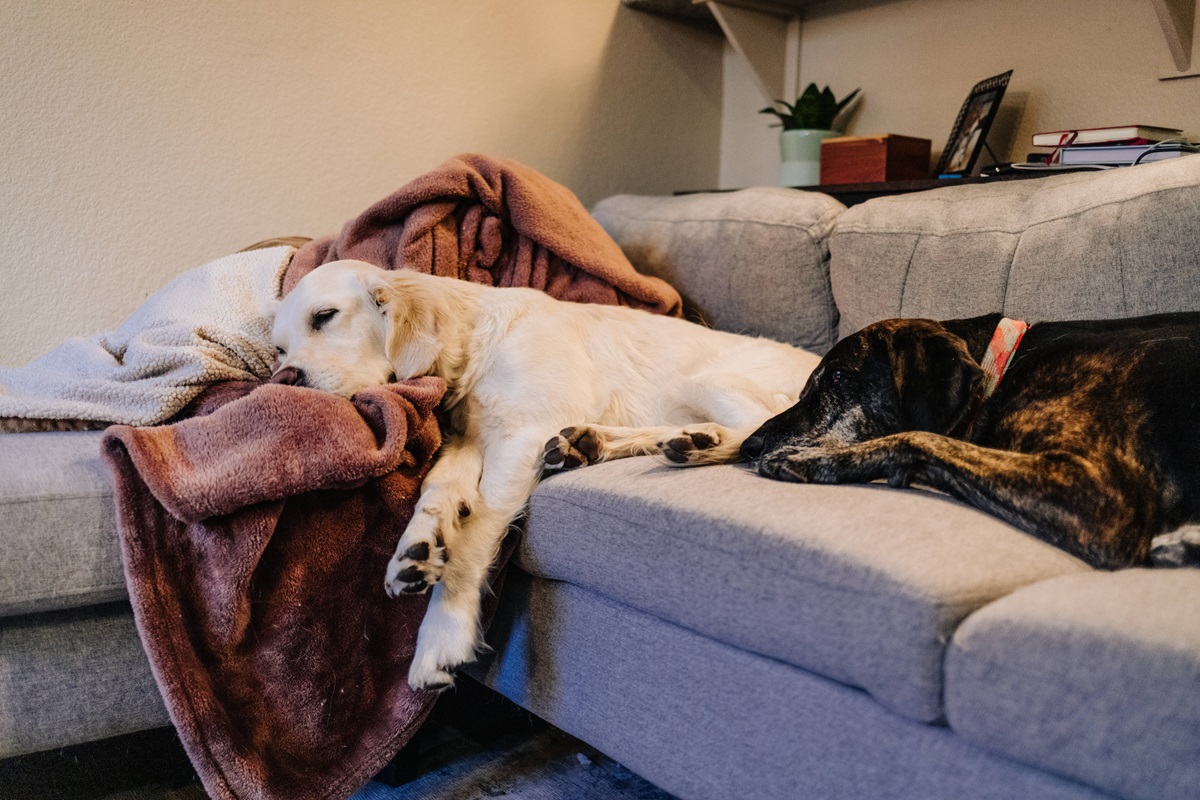Hund nach 1,5 Jahren wieder im Tierheim Bochum - Grund ist traurig!