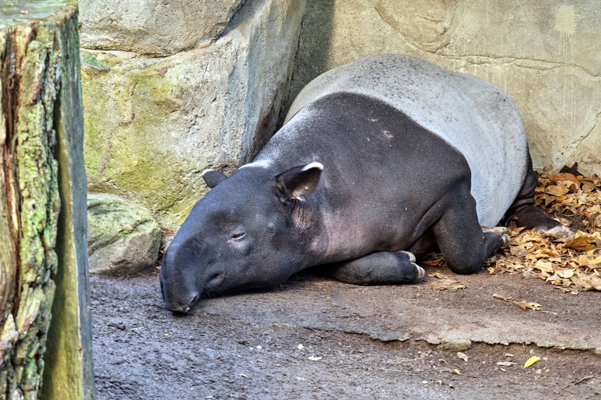 Zoo Leipzig: Historischer Moment im Gondwana-Land!