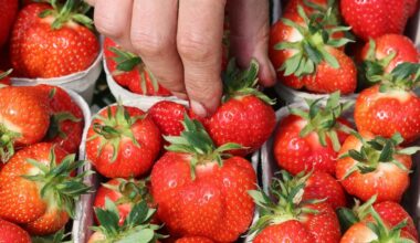Erdbeeren-Saison startet – hier gibt es Verkaufsstände und Felder
