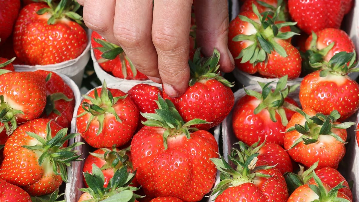 Erdbeeren-Saison startet – hier gibt es Verkaufsstände und Felder