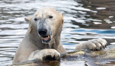 Zoom Gelsenkirchen: Ärzte untersuchen Eisbär - Jede Sekunde zählt