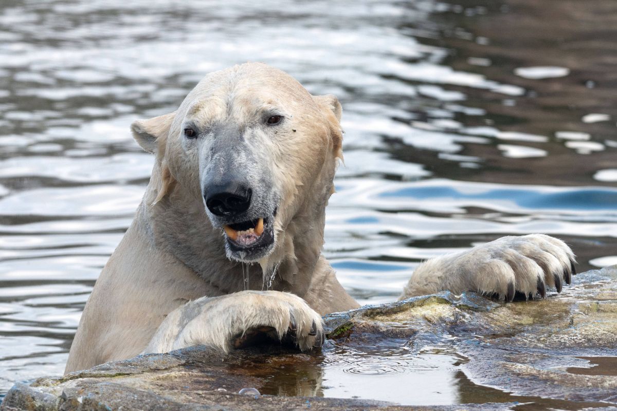 Zoom Gelsenkirchen: Ärzte untersuchen Eisbär - Jede Sekunde zählt