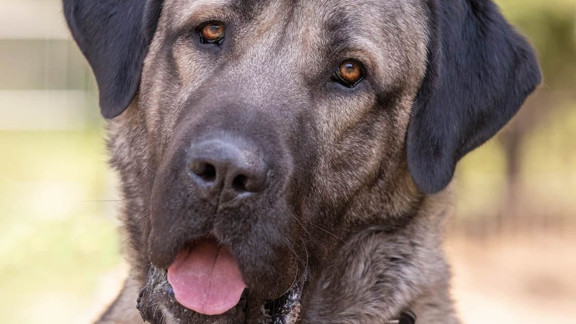 Kangal Bozo: Sein früherer Besitzer hat ihn einfach laufen lassen.