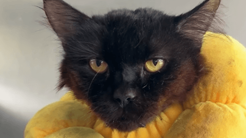 Kater Rufasa aus dem Tierheim Berlin