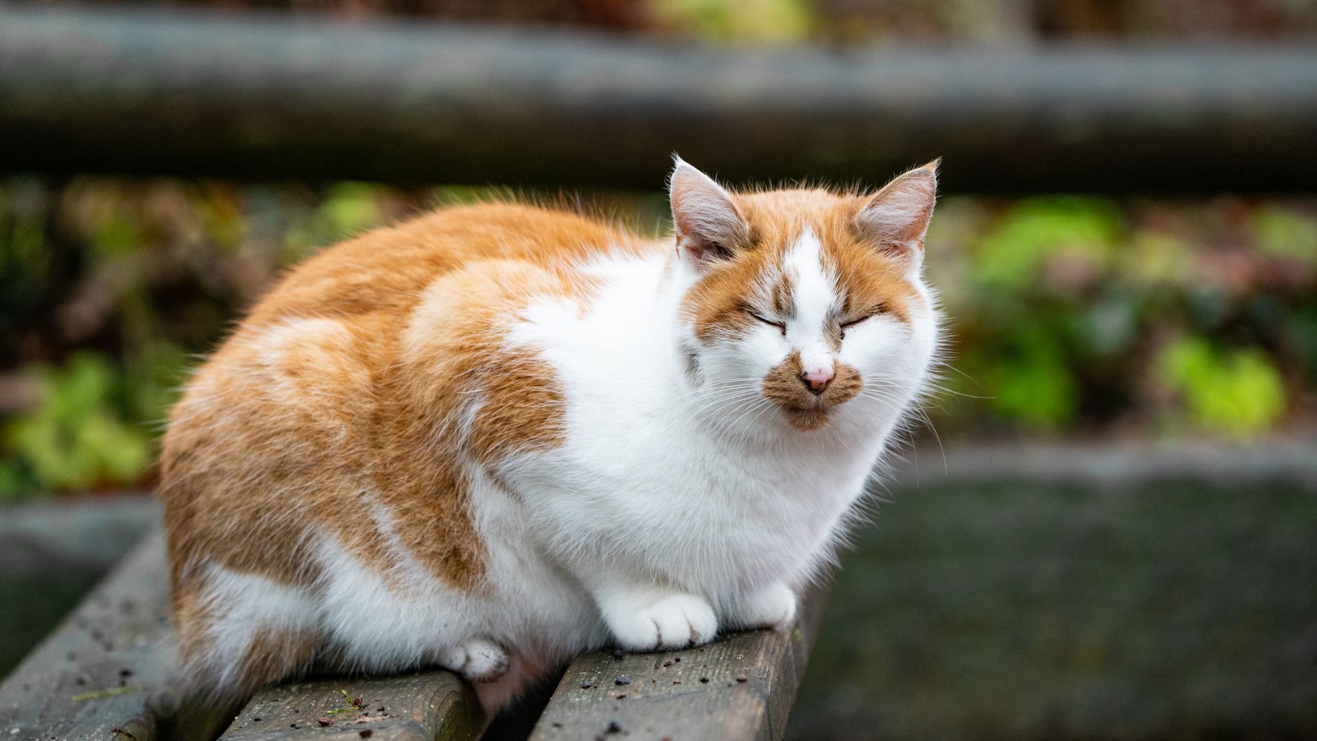Katze Lucy im Tiergarten: Sie ist dem Zoo vor 17 Jahren zugelaufen – ihre Heimat ist lange das Giraffenhaus gewesen.