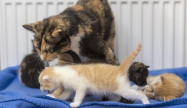 14 Katzen auf einen Schlag – Tierheim Bochum verzweifelt