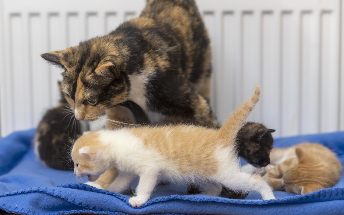 14 Katzen auf einen Schlag – Tierheim Bochum verzweifelt