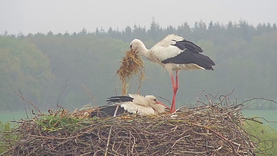 Storch Fridolin bringt neues Nistmaterial für das Nest © Artenschutzzentrum Leiferde Foto: Bärbel Rogoschik