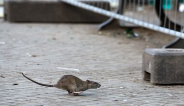 Viele Ratten in Halle?! Stadt weist Vorwurf über Plage zurück