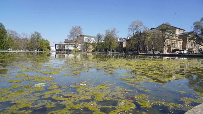 Eckensee in Stuttgart: Warum der See manchmal veralgt aussieht  – obwohl er sauber ist
