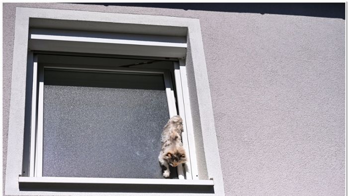 Kurioser Einsatz in Fellbach: Feuerwehr rettet Katze aus Fensterspalt-Desaster