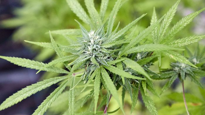 Bundesgerichtshof in Karlsruhe: Freispruch in Marihuana-Schmuggel-Prozess aufgehoben