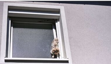 Kurioser Einsatz in Fellbach: Feuerwehr rettet Katze aus Fensterspalt-Desaster - News