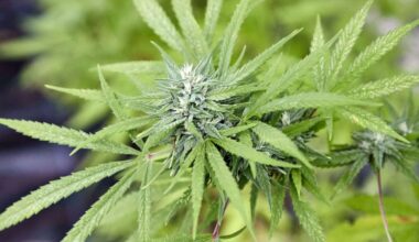 Bundesgerichtshof in Karlsruhe: Freispruch in Marihuana-Schmuggel-Prozess aufgehoben