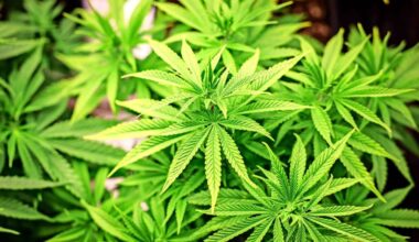 Marihuana beschlagnahmt: Polizei entdeckt Cannabis-Plantage in Stuttgart-West