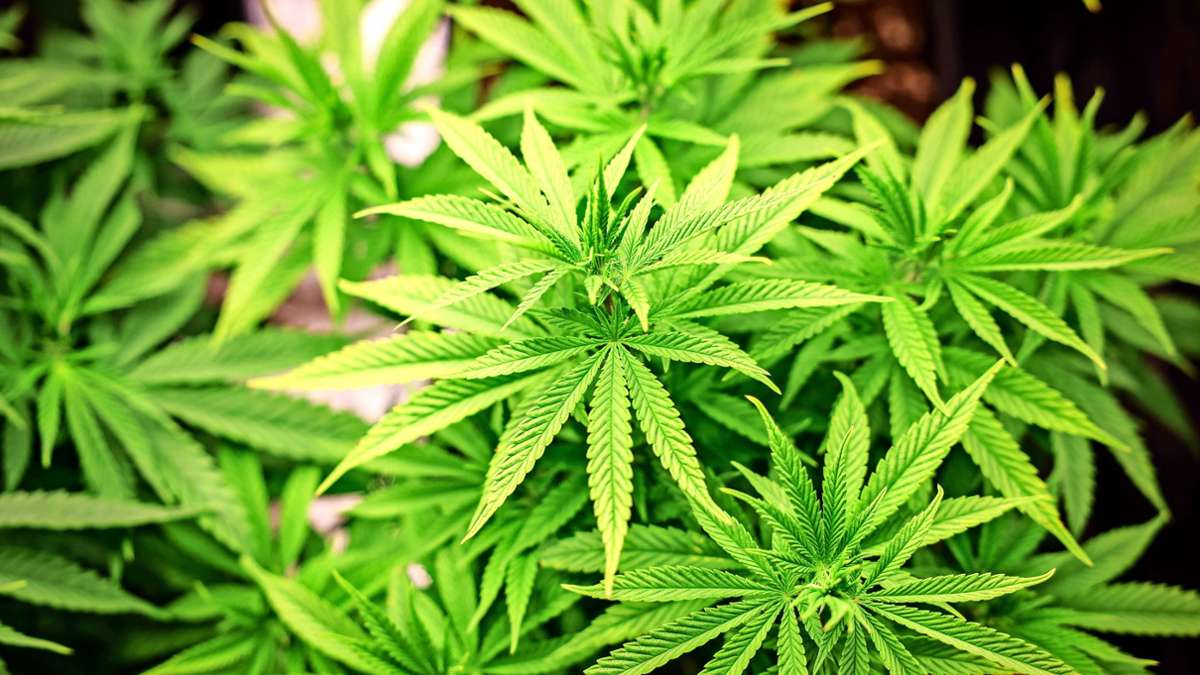 Marihuana beschlagnahmt: Polizei entdeckt Cannabis-Plantage in Stuttgart-West
