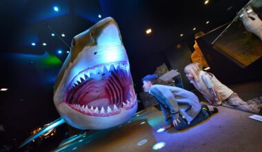 Paläontologie: Megalodon - Der Urzeit-Hai mit dem großem Appetit