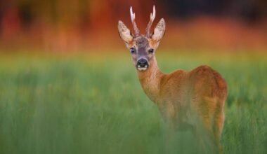 Naturphänomen bei Bremen verwundert Experten: Mutation bis heute ungeklärt