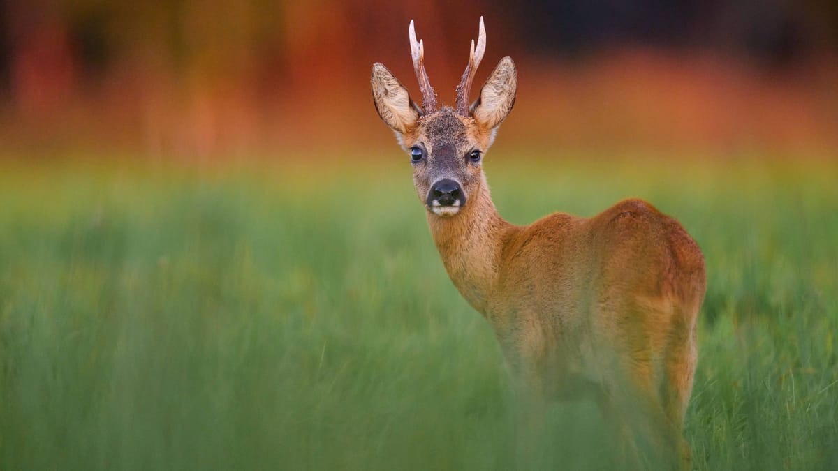 Naturphänomen bei Bremen verwundert Experten: Mutation bis heute ungeklärt