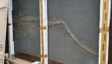 190 Millionen Jahre alter Fischsaurier zieht in Kieler Museum ein | NDR.de - Nachrichten