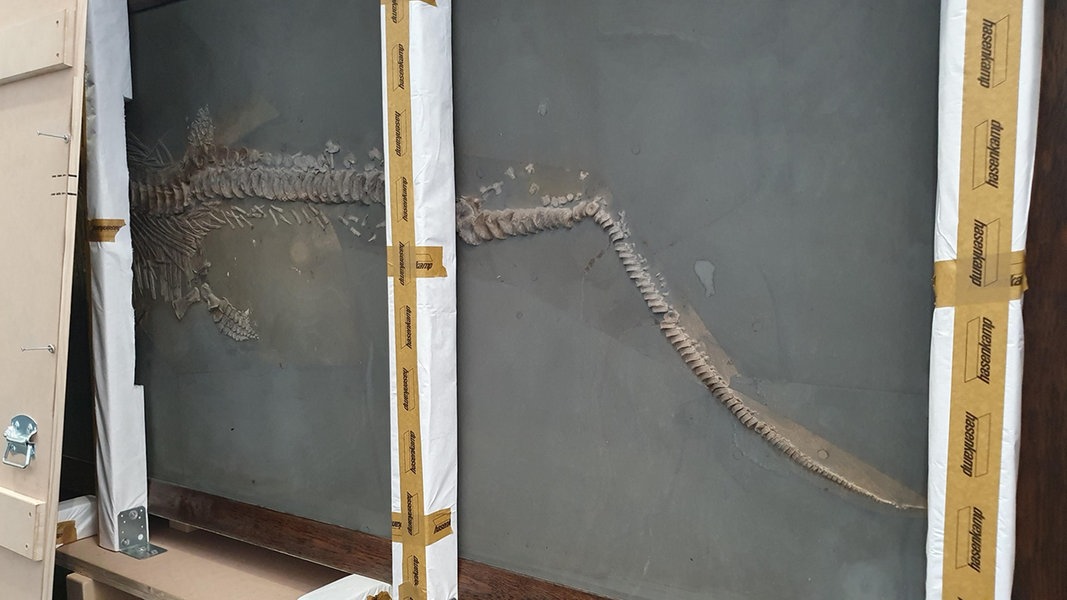 190 Millionen Jahre alter Fischsaurier zieht in Kieler Museum ein | NDR.de - Nachrichten
