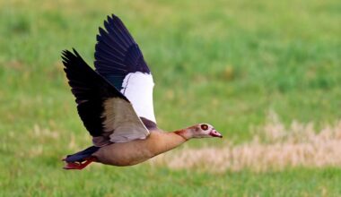 Jagd auf 6.000 Gänse am Dümmer: Wie ist die Lage im Bremer Bürgerpark?