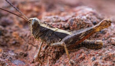 Eine braune Heuschrecke sitzt auf einem felsigen, rötlichen Untergrund. Die Textur des Felsens ist rau und uneben, was die Tarnung des Insekts unterstützt. Die Heuschrecke hat lange Antennen und ist seitlich zu sehen. Es gibt keinen Text im Bild und keine verlinkte URL.