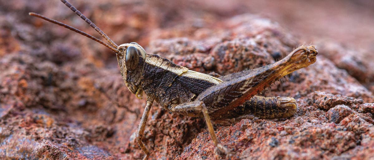 Eine braune Heuschrecke sitzt auf einem felsigen, rötlichen Untergrund. Die Textur des Felsens ist rau und uneben, was die Tarnung des Insekts unterstützt. Die Heuschrecke hat lange Antennen und ist seitlich zu sehen. Es gibt keinen Text im Bild und keine verlinkte URL.