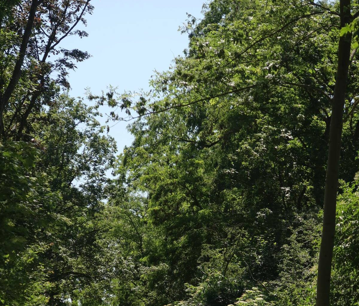 Mehr Grün für Köln: Ideenworkshop in Chorweiler