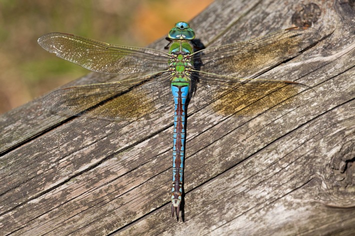 Pressemitteilung Nr. 031/2025 der Leibniz Universität Hannover und der TU Braunschweig  Smaragdlibelle, Plattbauch oder Quelljungfer?  App ermöglicht Bestimmung von Libellen